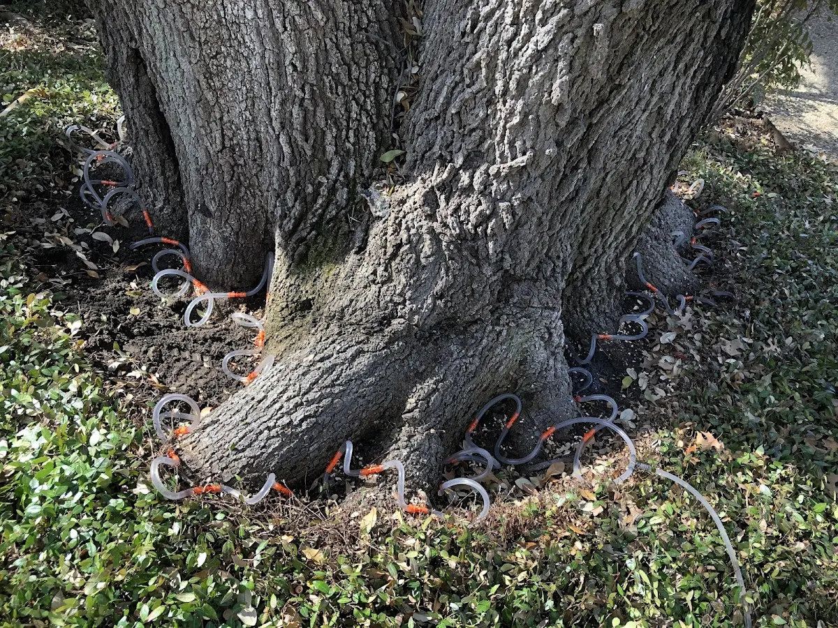 Detailed Tree Cabling and Bracing job site in Lemon Springs