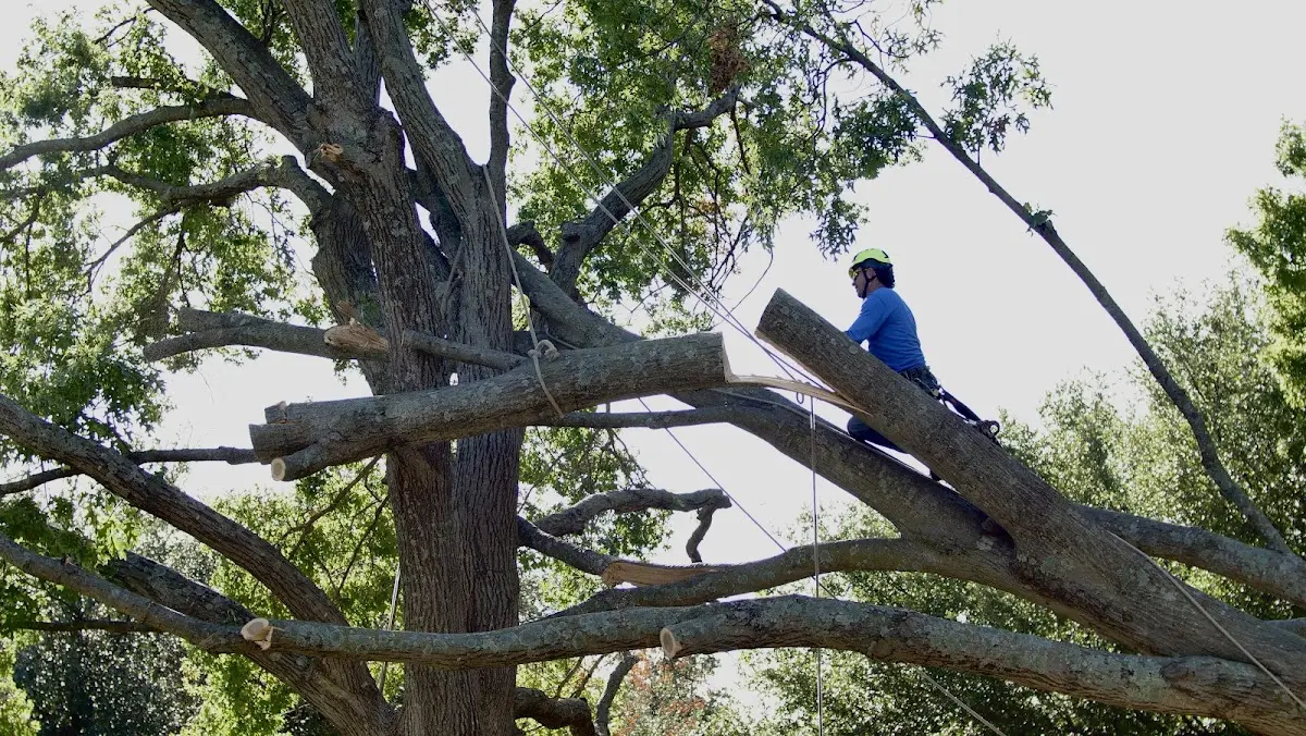 Professional Hazardous Tree Removal performed by certified arborists in Lemon Springs
