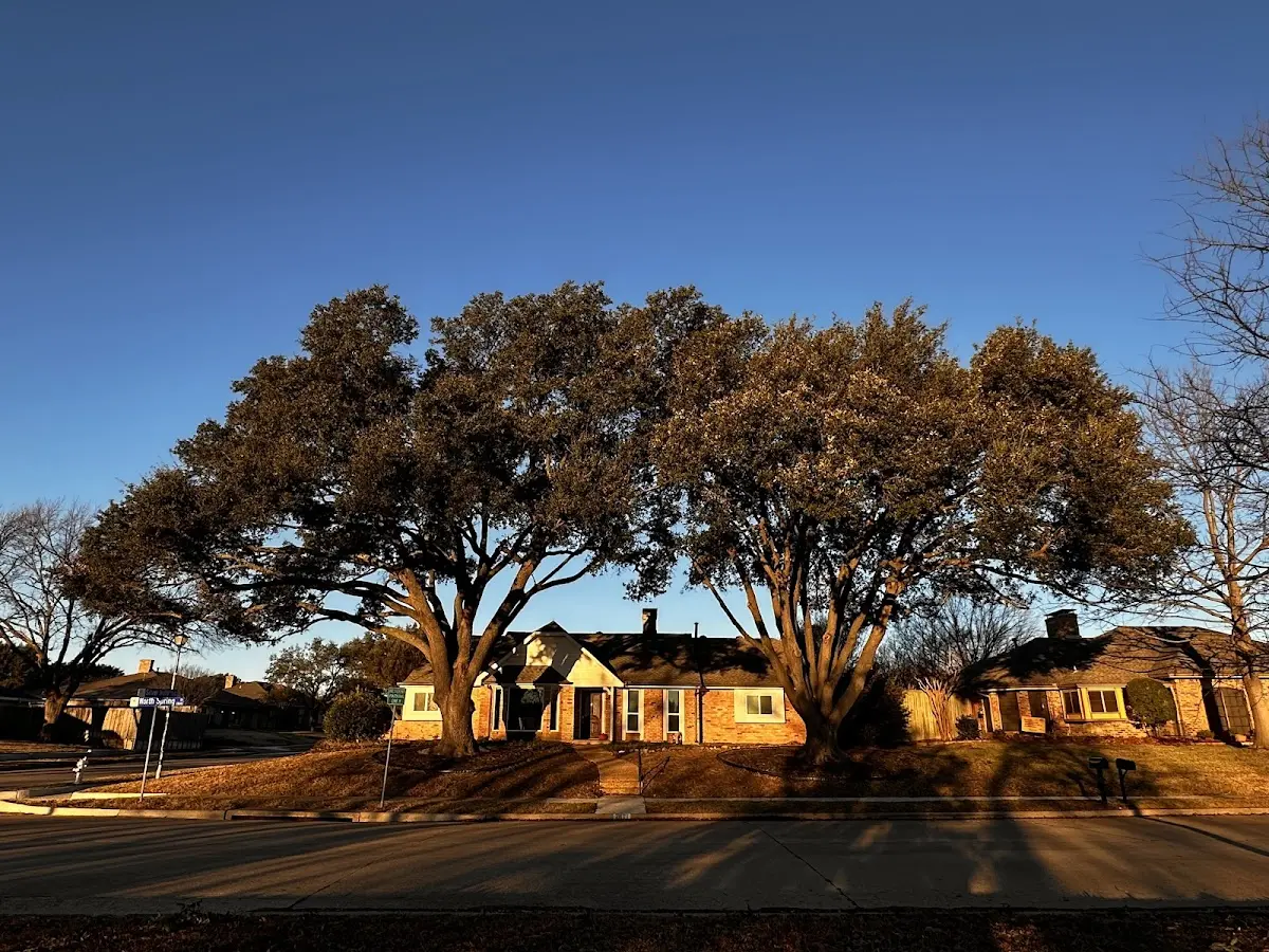 Established residential canopy tree shading a home in Lemon Springs