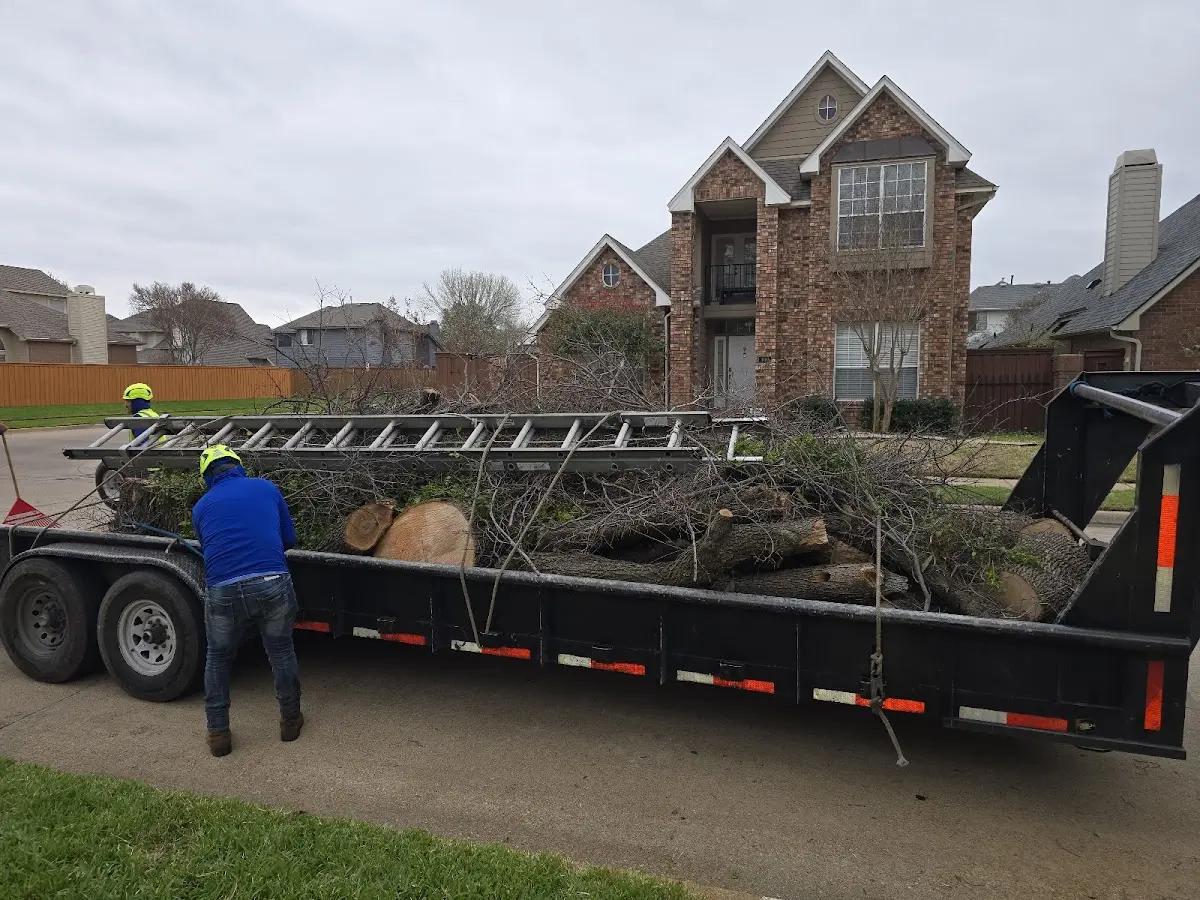 Expert Tree Pest Control with proper safety equipment in Lemon Springs